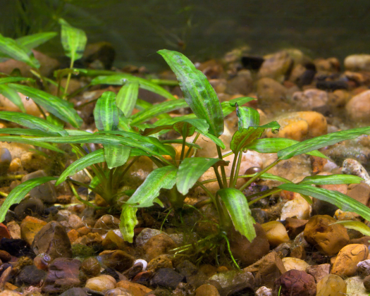 Braune Tropica im Aquarium