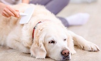 Hund Pflege mit Bürste