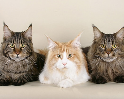 ZOO & Co. | Maine Coon